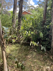 Eucalyptus globulus bicostata