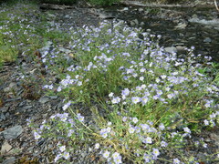 Polemonium pulcherrimum