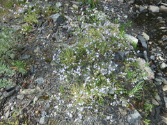 Polemonium pulcherrimum