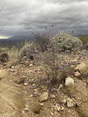 Dalea pulchra
