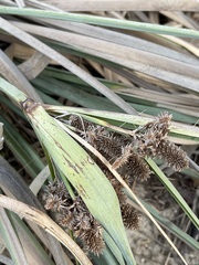 Cyperus ligularis