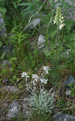 Pedicularis dolichorrhiza