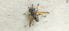 Eristalinae
