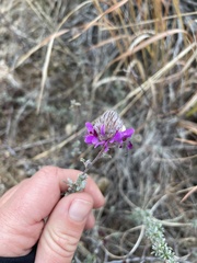 Dalea pulchra