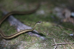 Thamnophis saurita saurita