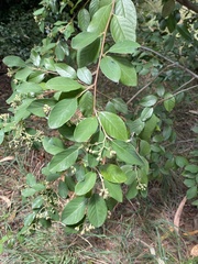 Cotoneaster glaucophyllus