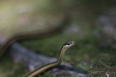Thamnophis saurita saurita