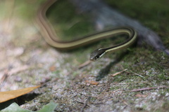 Thamnophis saurita saurita