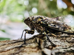 Amphipsalta