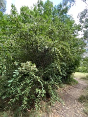 Cotoneaster glaucophyllus