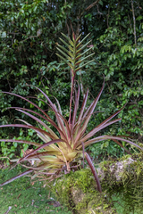 Lemeltonia monadelpha