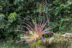 Lemeltonia monadelpha