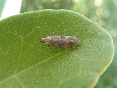 Anisoplaca cosmia