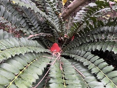 Encephalartos ferox ferox