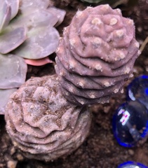 Tephrocactus