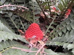Encephalartos ferox ferox