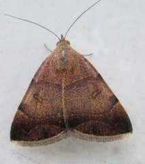 Plecopterodes moderata