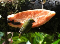 Euphonia xanthogaster