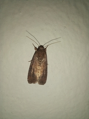 Noctuidae