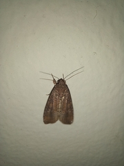 Noctuidae