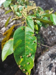 Dilleniaceae