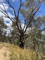 Eucalyptus bridgesiana
