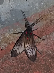 Hypocharis clusia