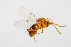 Callirhytis quercusoperator