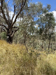 Eucalyptus bridgesiana