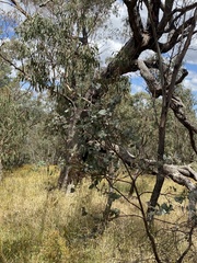 Eucalyptus bridgesiana