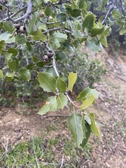 Quercus wislizeni frutescens