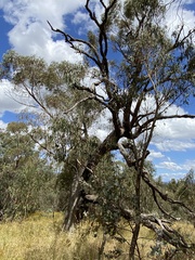 Eucalyptus bridgesiana