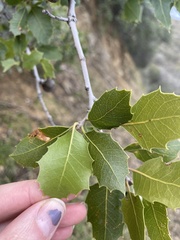 Quercus wislizeni frutescens