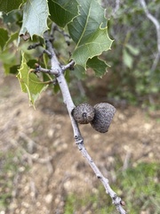 Quercus wislizeni frutescens