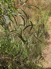 Acacia implexa