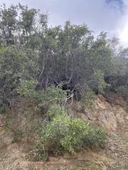 Quercus wislizeni frutescens