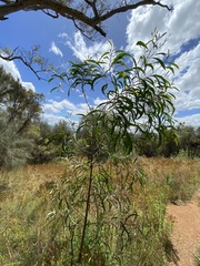 Acacia implexa