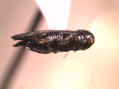 Taphrocerus