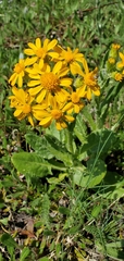 Senecio integerrimus