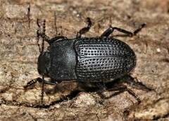 Asiopus minimus