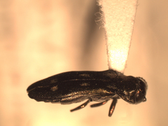 Agrilus