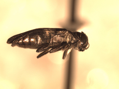 Agrilus