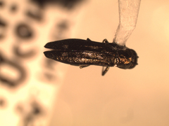 Agrilus