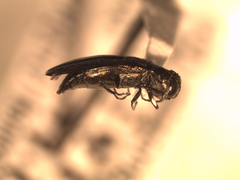 Agrilus