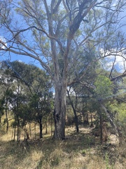 Eucalyptus melliodora