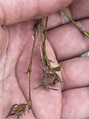 Stylosanthes viscosa