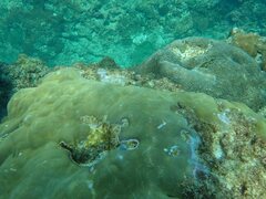 Porites