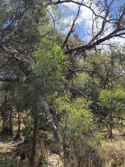 Eucalyptus melliodora