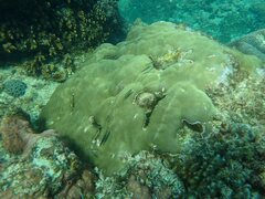 Porites
