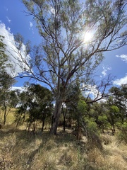 Eucalyptus melliodora